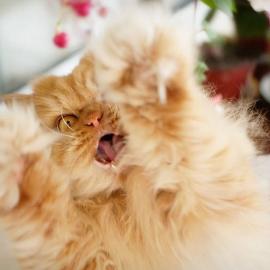 看上去永远在生气的猫