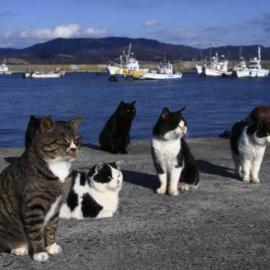 猫神岛