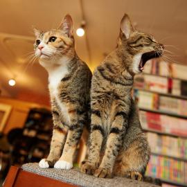 喵星人的咖啡店