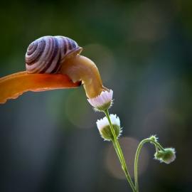 一花一世界 一叶一菩提：小生物之美