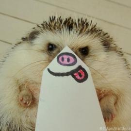 呆萌小刺猬的日常