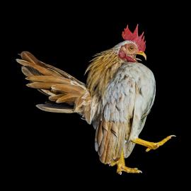 Ernest Goh 关于鸡的那些事