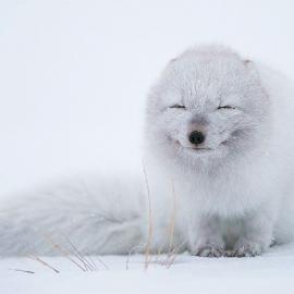 动物会笑吗？30张照片展现动物迷人笑容