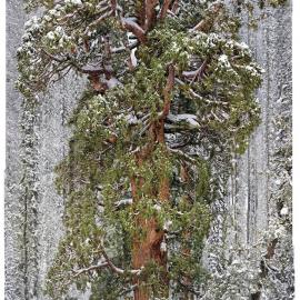 如何给3200年的红杉树拍肖像