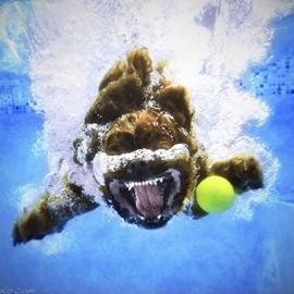 欢乐的汪星人水下摄影