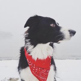 看图找MoMo：爱玩躲猫猫的狗