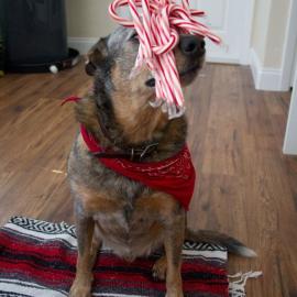 圣诞12夜-汪星人的超强平衡感