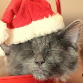 20只可爱萌宠整装陪你过圣诞！