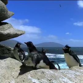 呆萌的企鹅摔倒集