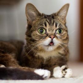 爱吐舌头的猫星人Lil Bub