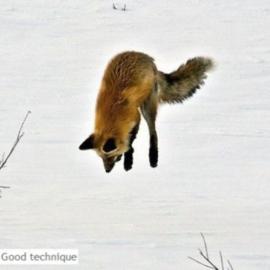 摄影师拍到狐狸头扎雪中捕食画面