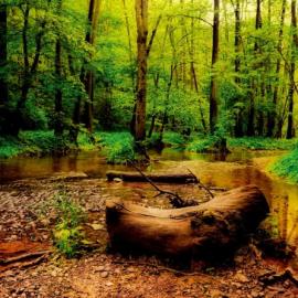 森林的呼吸——Martin Tomsumartio自然摄影