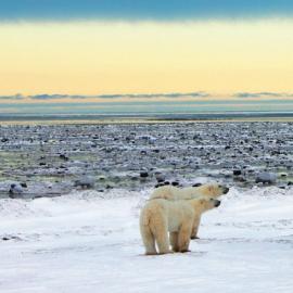 寻熊记 探寻北极最性感的生命力