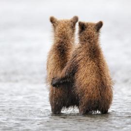 “Golden Turtle”野生动物摄影赛获奖作品