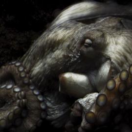 精美的海洋动物摄影