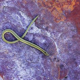 15张优秀的秋天拍摄的野生动物