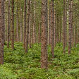 16张优秀驯鹿照片