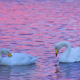 15张优秀的天鹅照片