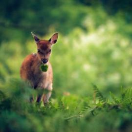 丛林中入迷的鹿