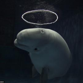 会吐泡泡的白鲸