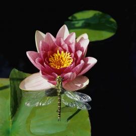 拍摄花上昆虫的20个小贴士