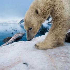 National Geographic 2011年度精选图片