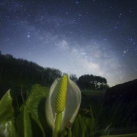 星空下摇曳的花——宫坂雅博