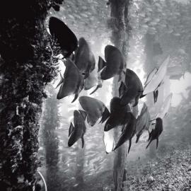 静观生灵 体悟阴阳