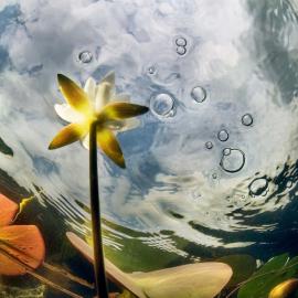 轻触植被 独守光阴