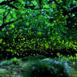 光绘：萤火虫的奇幻世界