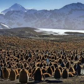 10万小企鹅“托儿所”扎堆