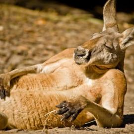 2013国家地理摄影大赛 作品欣赏