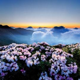 山顶晨雾杜鹃花海