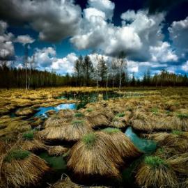 让蛮荒湿地充满色彩