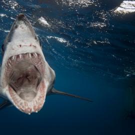 水底世界摄影比赛2013得奖作品选