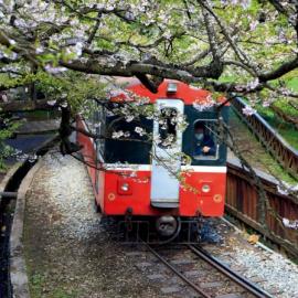 百年火车穿越台湾樱花海