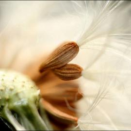 Sharon Johnstone 蒲尖露舞