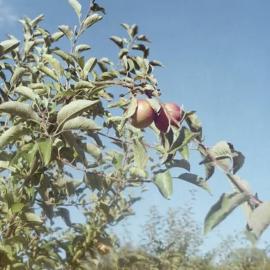 Maggie Harrsen的自然摄影