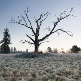 Kevin Day-一棵枯树的5年影像