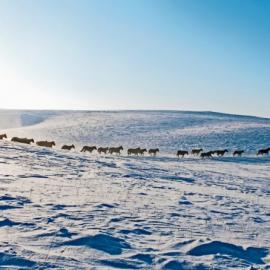 深入呼伦贝尔 行摄72小时