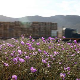 暴雨过后,沙漠竟成花海