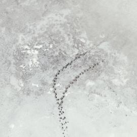 野生动物也可以这么拍！