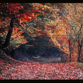 Valentin：秋意浓