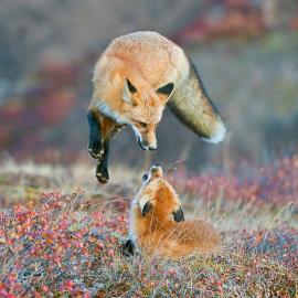 “史密斯永远的荒野摄影大赛”优秀作品