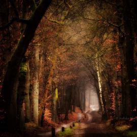 他山之林 似迷似幻