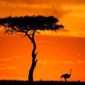 马赛马拉保护区:日出日落壮丽时分