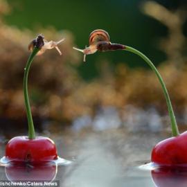 两小无猜的蜗牛恋人