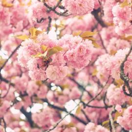 樱花烂漫几多时，柳绿桃红两未知