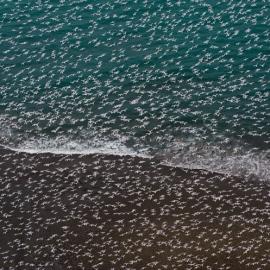 密集恐惧者误入：摄影师捕捉上万聚集海鸥