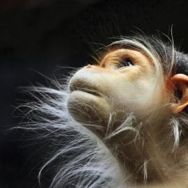 15张有趣的猴子照片